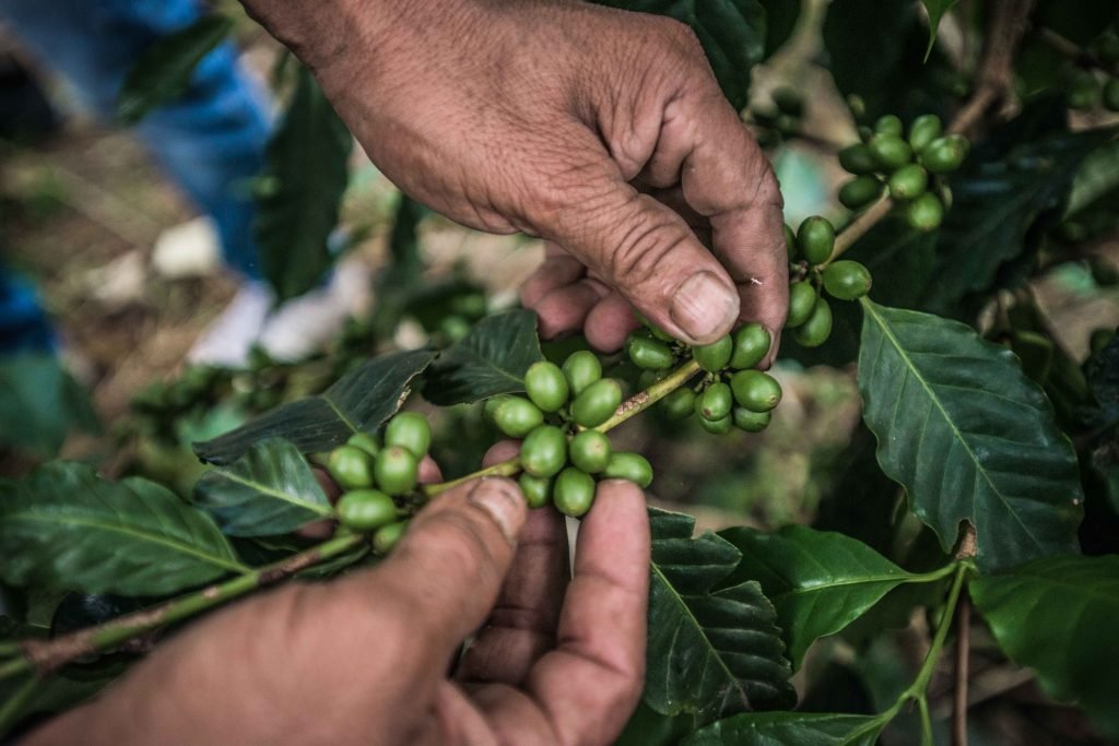 Antes de llegar a ser los granos que dan vida a nuestro delicioso café de todos los días, el café crece en un dulce fruto verde que debe ser despulpado para extraer su granos.