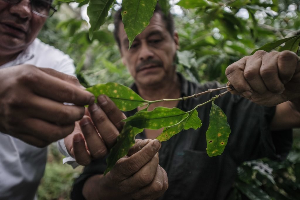 Durante todo el proceso de cultivo, los cafeticultores deben estar al pendiente de amenazas como la roya que ponen en riesgo el fruto de su cosecha y hacen que el cultivo del café sea uno de los más complejos.