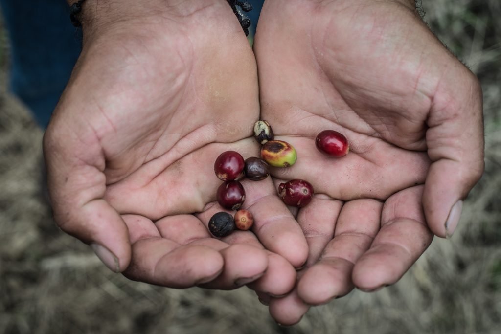 Granos de café