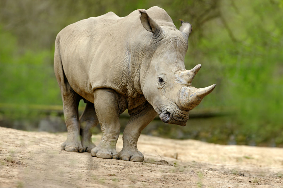 ¿es Cierto Que Falleció El último Rinoceronte Blanco Del Mundo